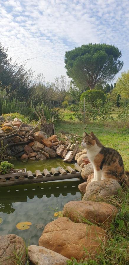 Roulotte En Bois Sud France Konuk evi Le Soler Dış mekan fotoğraf